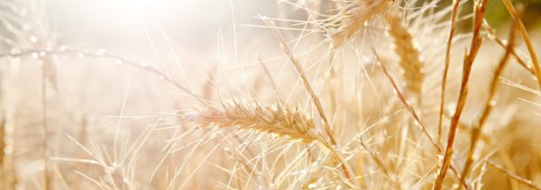 A field of wheat that symbolises abundance