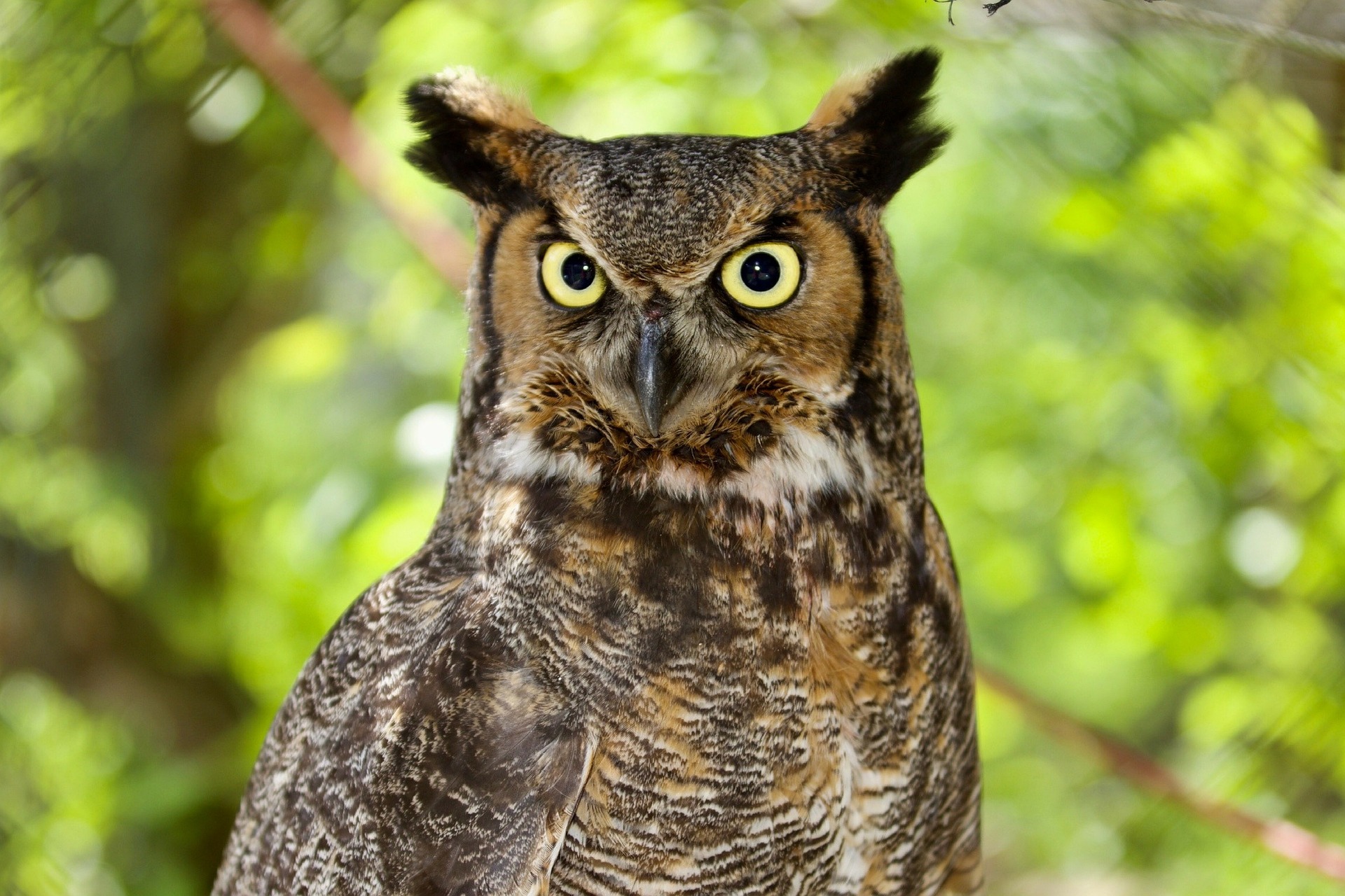 Animal empowerment attunement