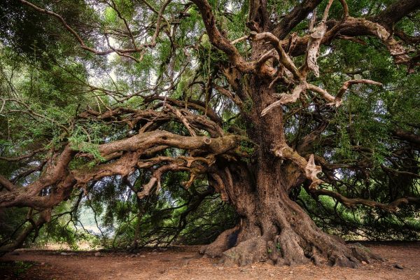 Abundance Tree Reiki