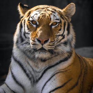 Reiki Tiger Attunement