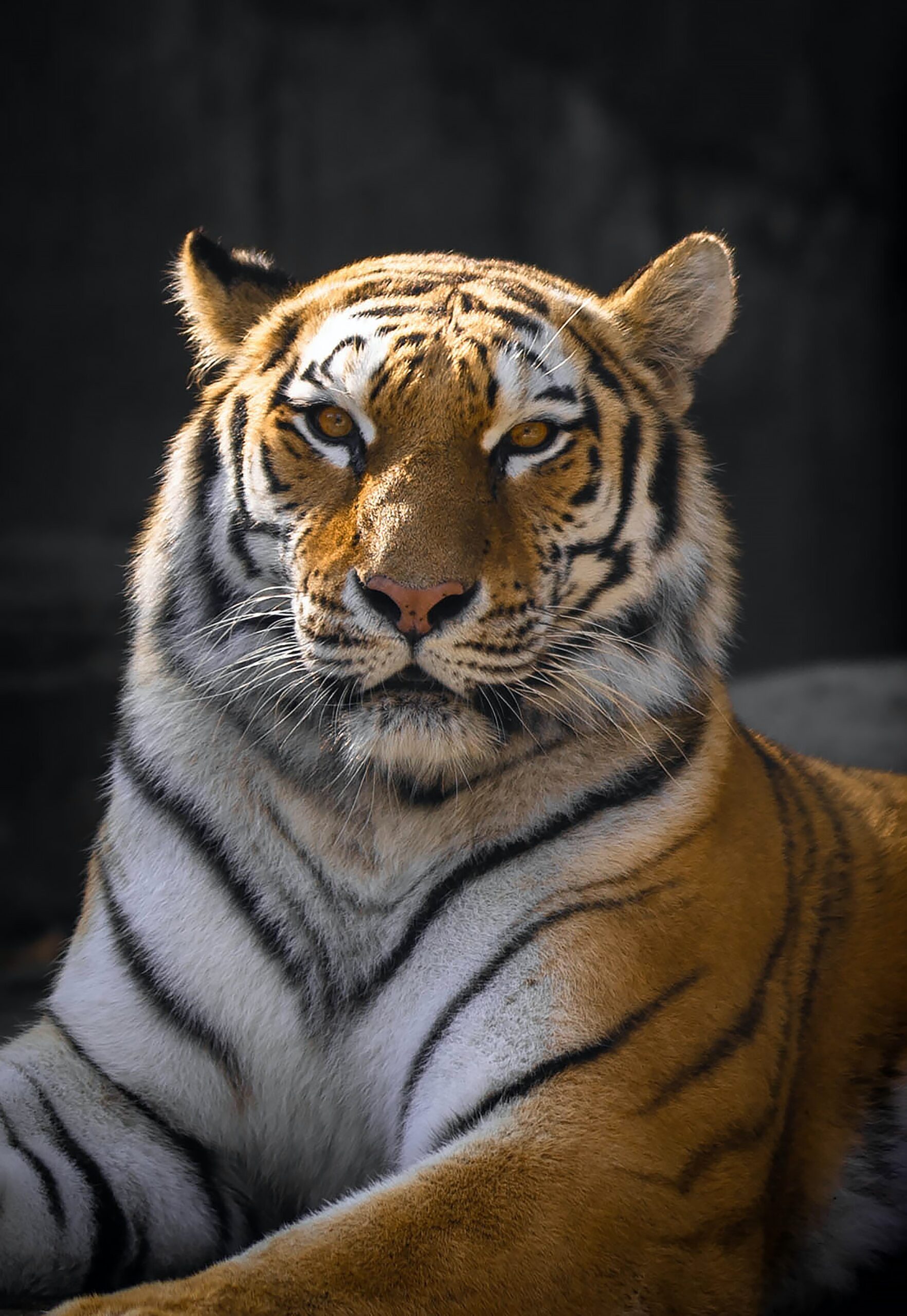 pexels-julissa-helmuth-3777200 Reiki Tiger Attunement