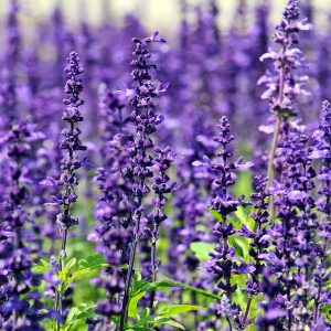 Lavender Reiki
