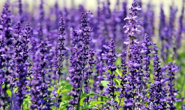 lavender-1507499_1280 Lavender Reiki