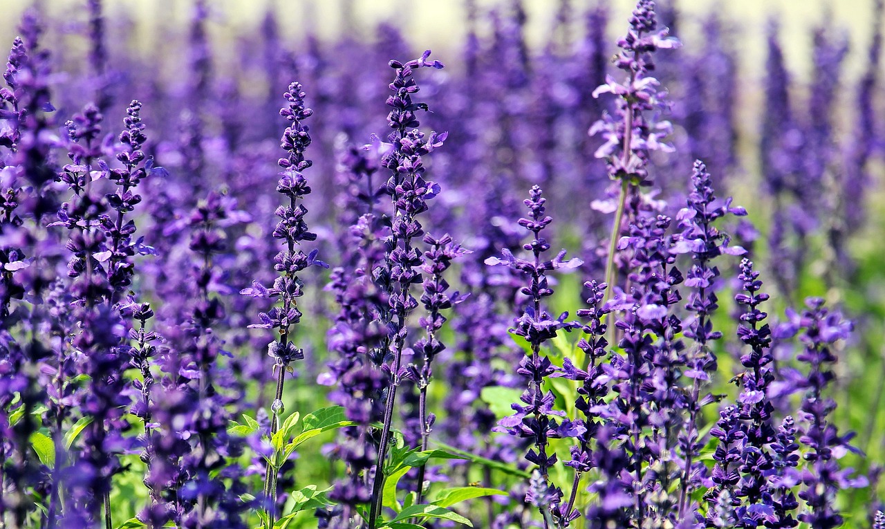 lavender-1507499_1280 Lavender Reiki