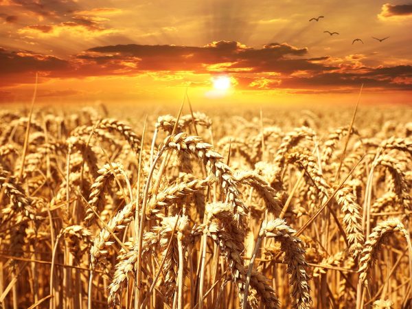 wheat-640960_1280 (1) Energy of success and prosperity of Angel Anauel